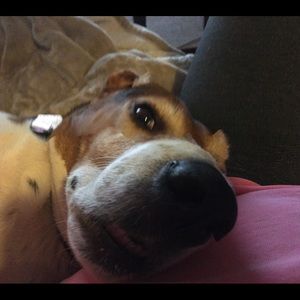 Meet your Posher, Barbara